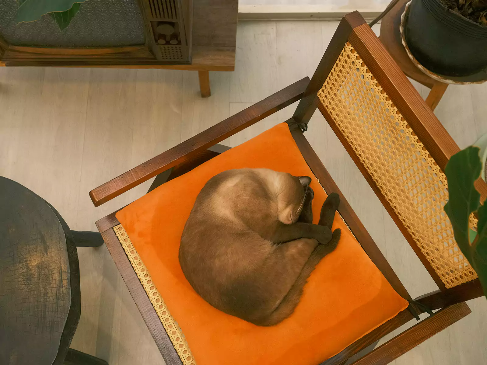 Top 10 Pet-Friendly Dining Chairs Built for Mess and Scratches