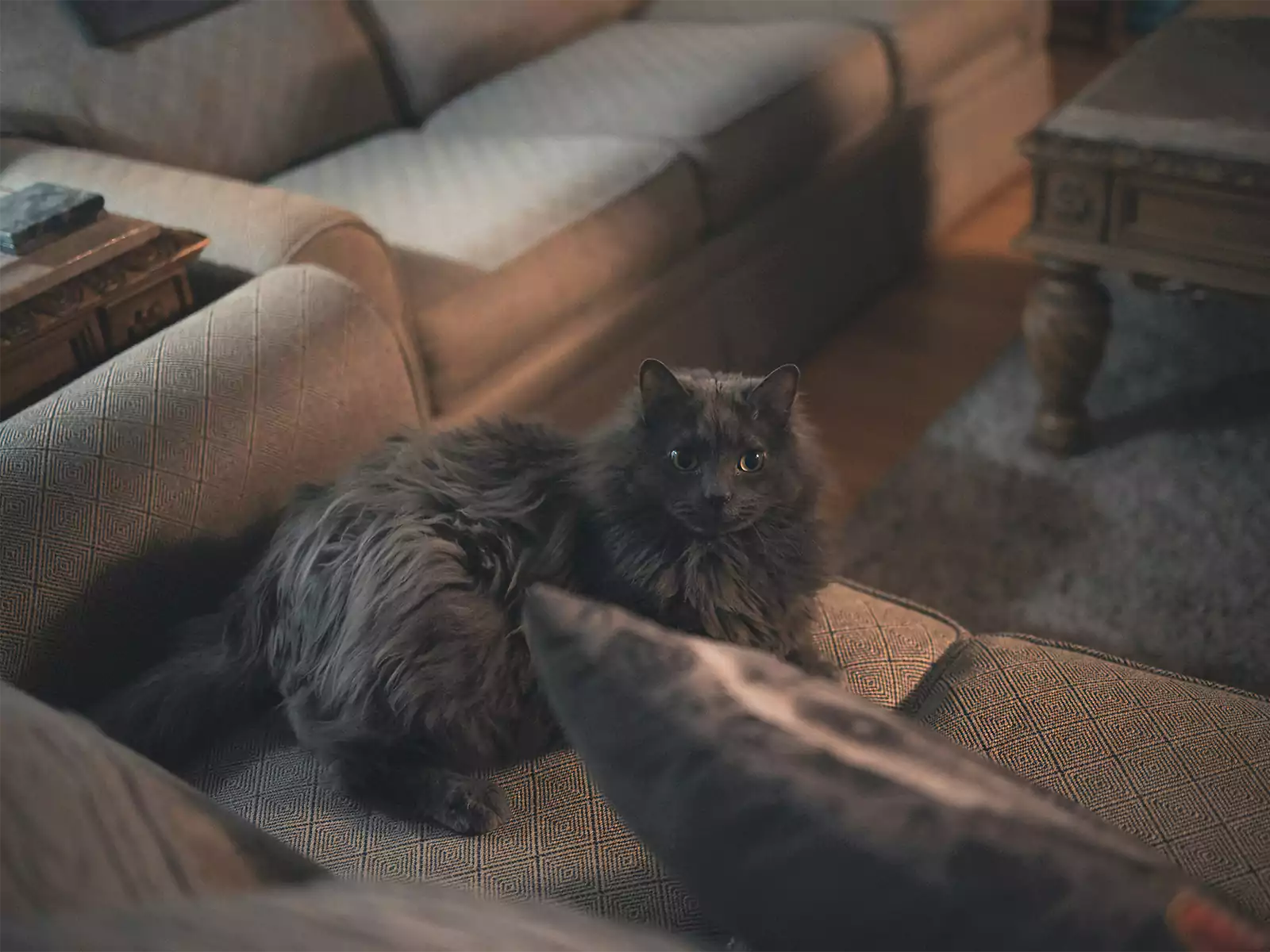 10 Best Cat-Friendly Sofas That Resist Scratches and Stay Stylish