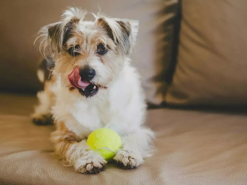 7 Tips for Picking a Pet-Friendly Sectional Sofa 2025