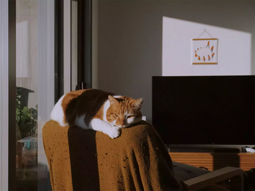 10 Best Pet-Friendly Bar Stools in 2025