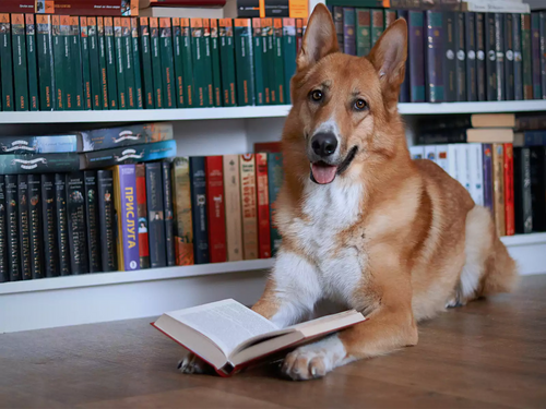 10 Best Pet-Friendly Bookcases for Animal Lovers