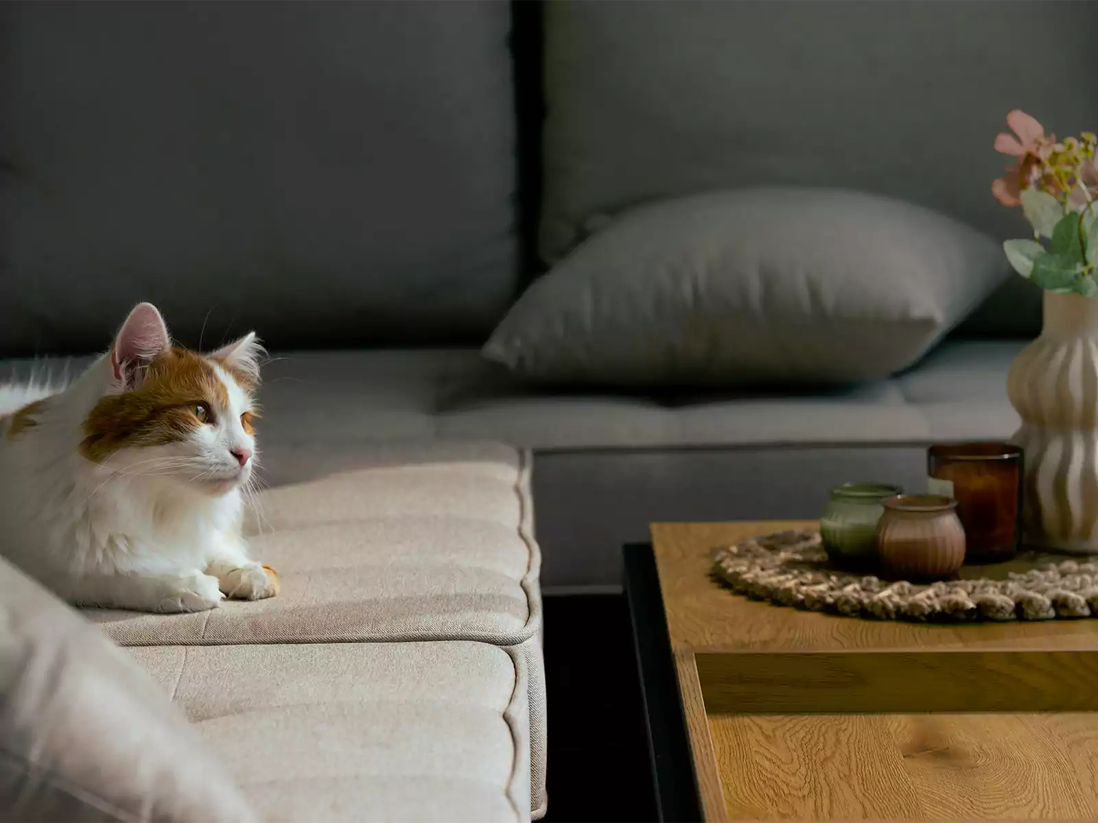 10 Best Pet-Friendly Coffee Tables for You