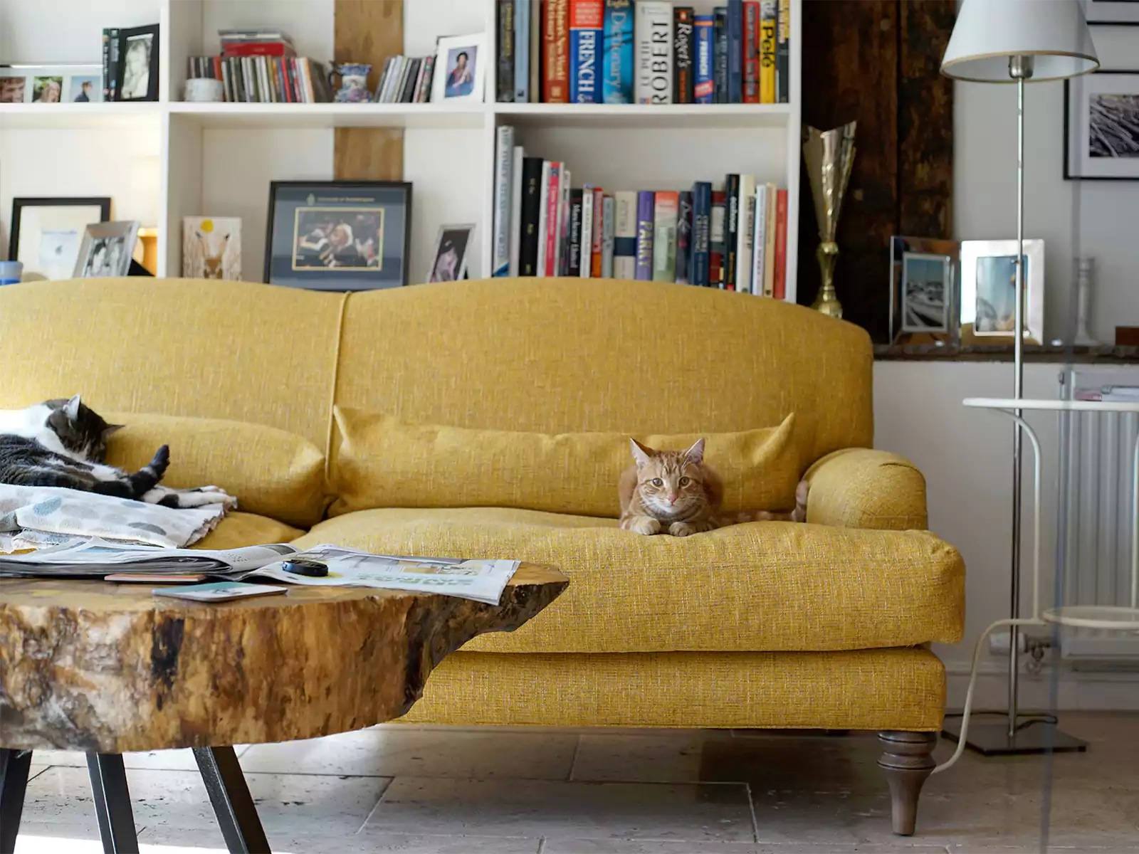 Do Cats Scratch Corduroy Couches? The Honest Truth