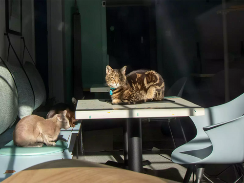 How to Choose the Best Pet-Friendly Coffee Table?