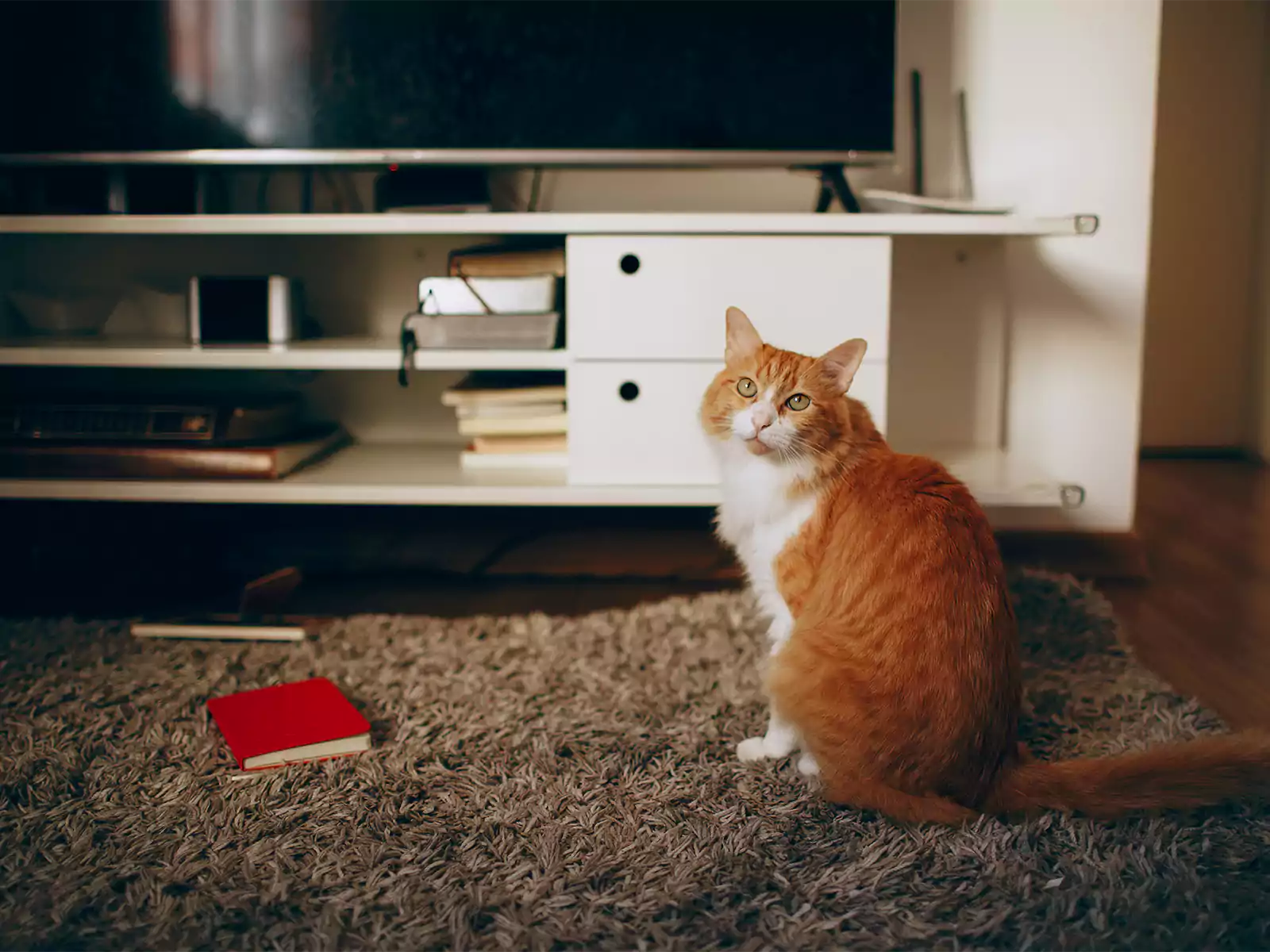 Pet Friendly TV Stand